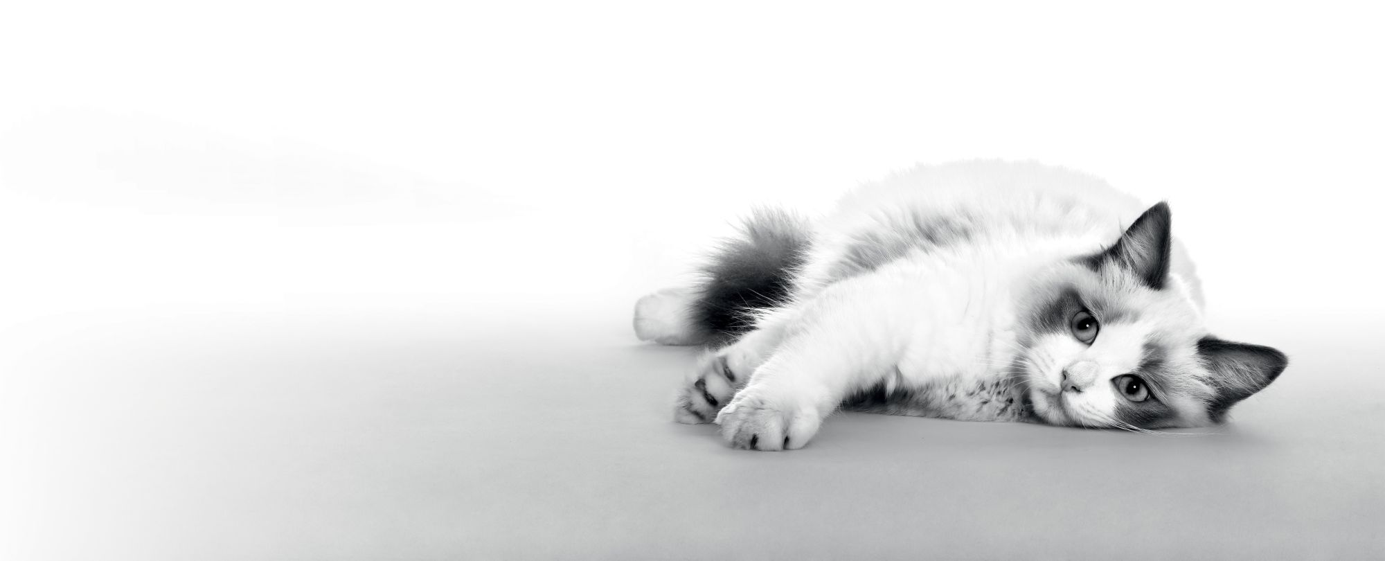 URINARY 2024 - UMBRELLA & FIC - B2B, B2B2C, B2C - EMBLEMATIC RAGDOLL LYING DOWN