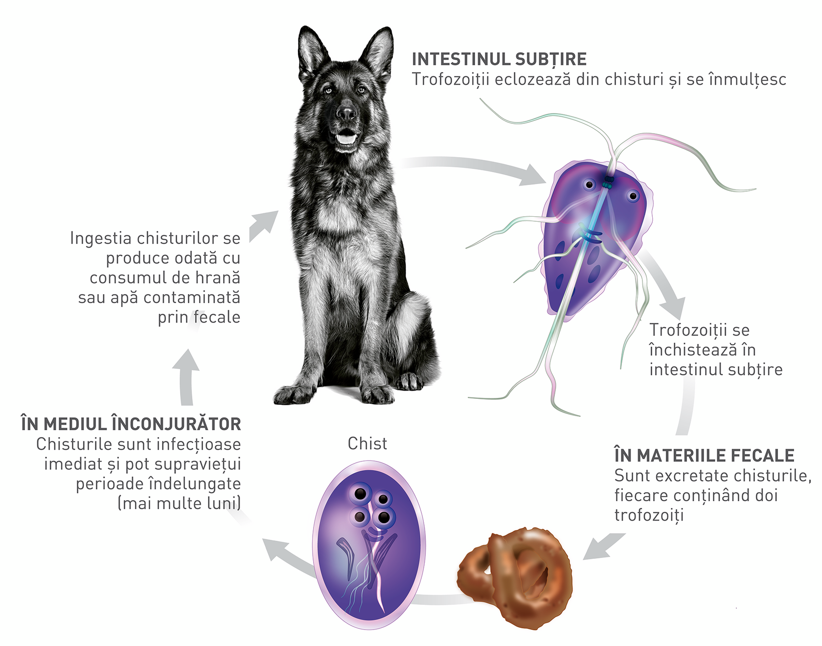 Ciclul de viață a Giardia duodenalis.