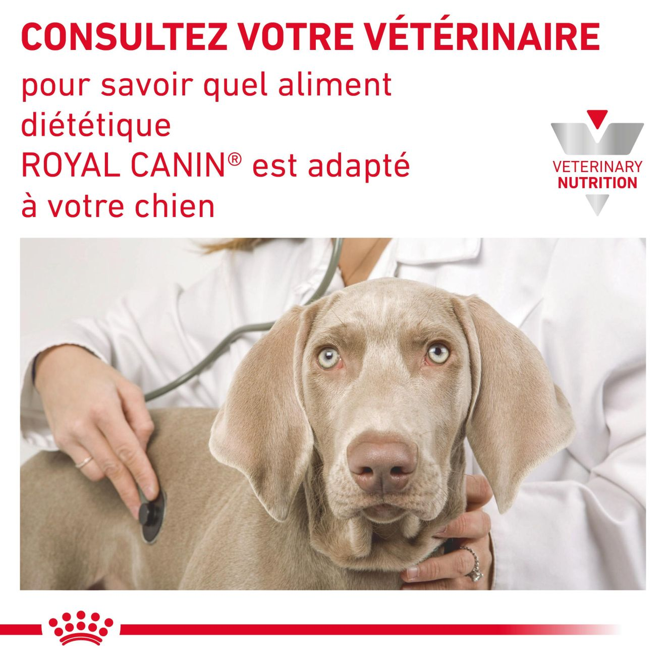 Neutered Adult Small Dogs