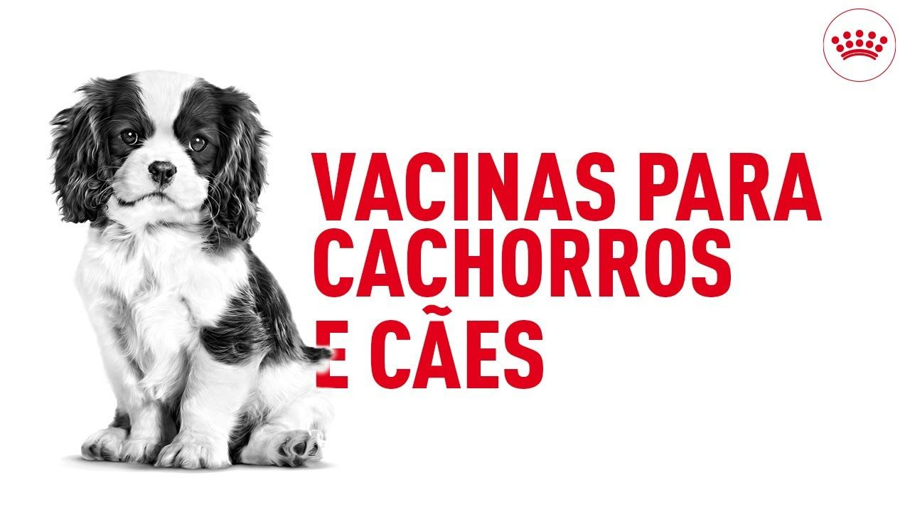 Vacinas para cachorros filhotes e cães adultos 