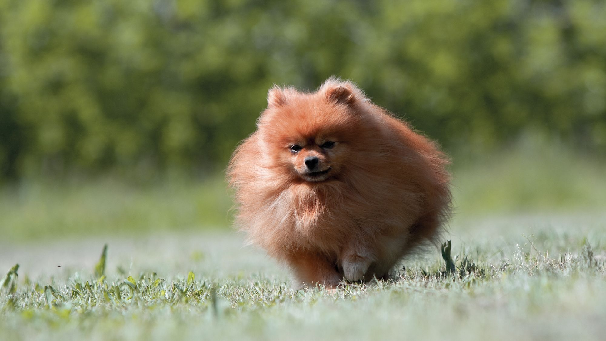 Red Pomeranian walking towards camera over grass