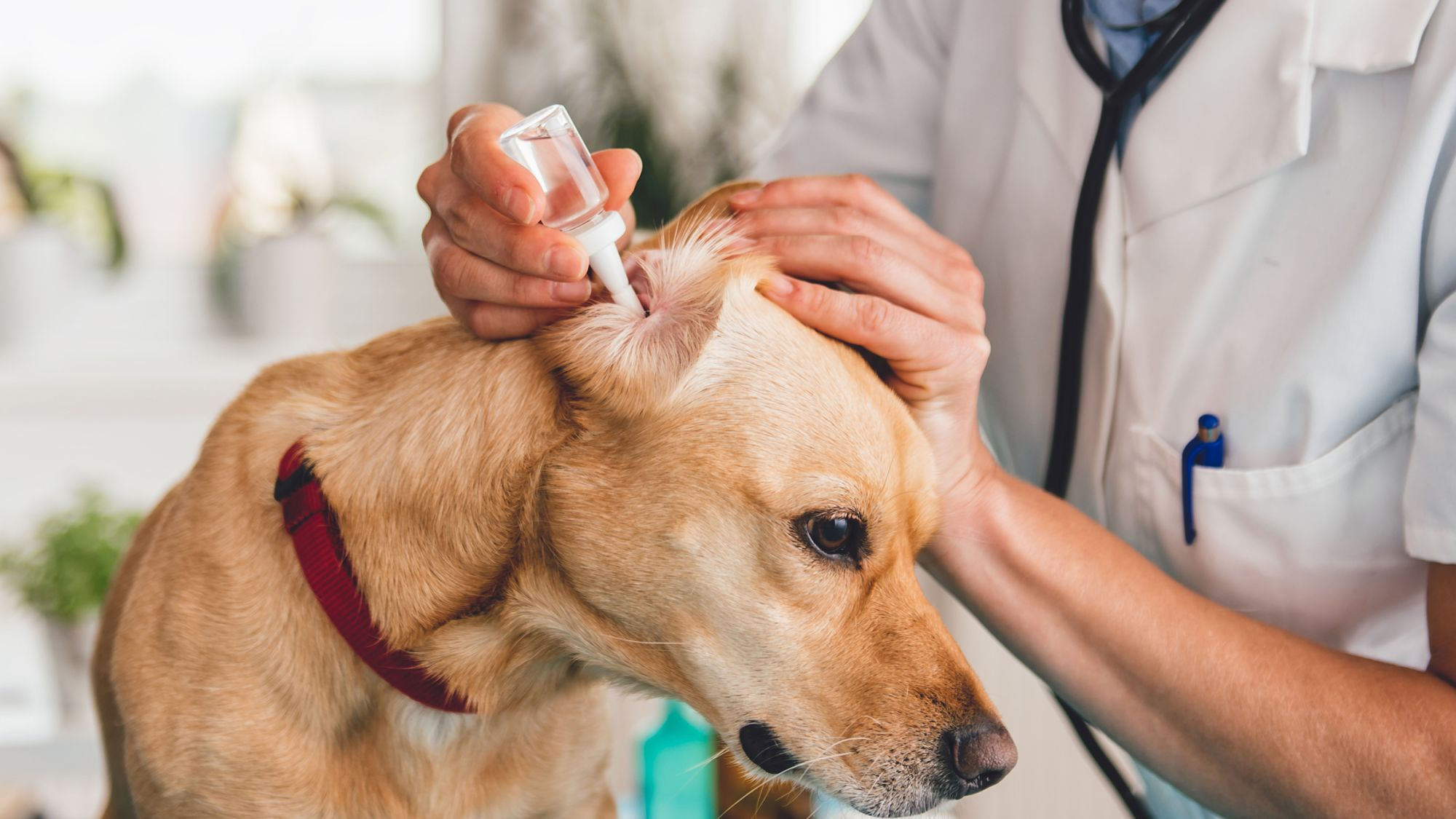 犬のニオイのこと知っていますか Eukanuba