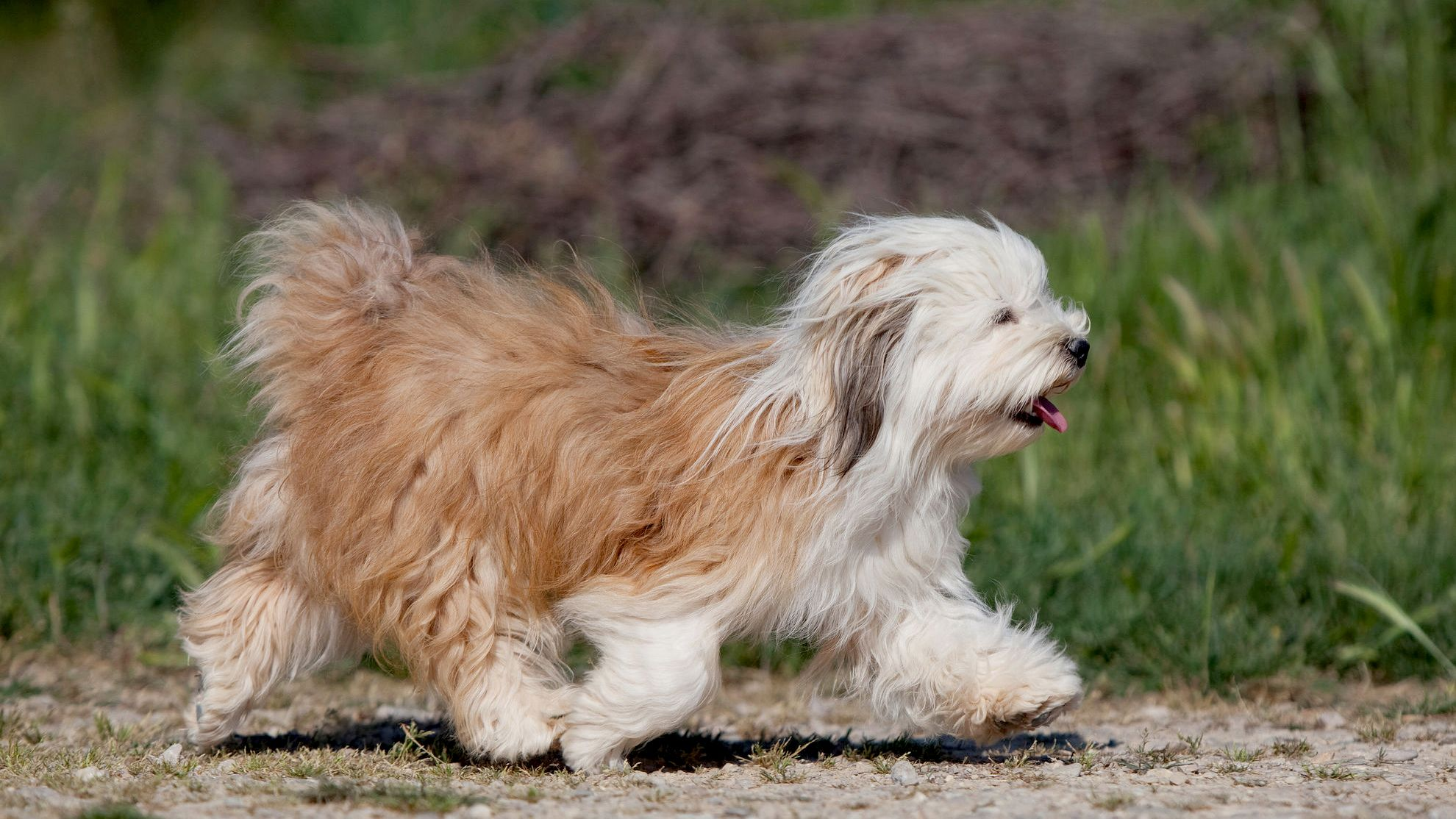 Side view of Havanese running across grass