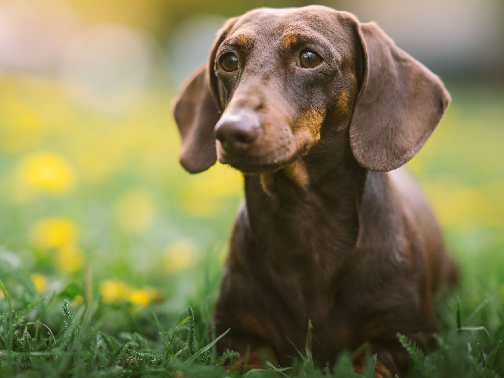 portrait-brown-dachshund-outdoors