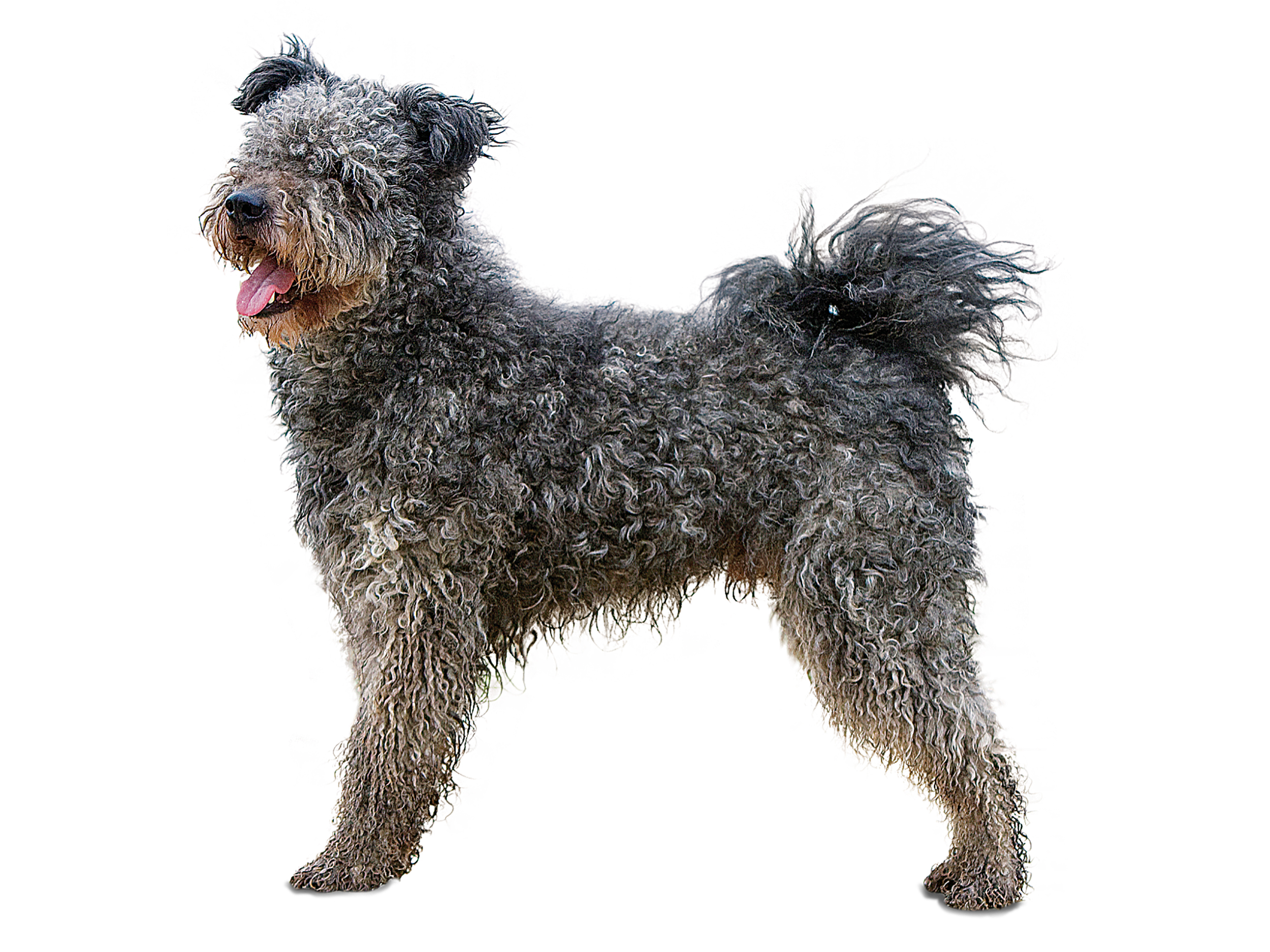 Pumi adult black and white