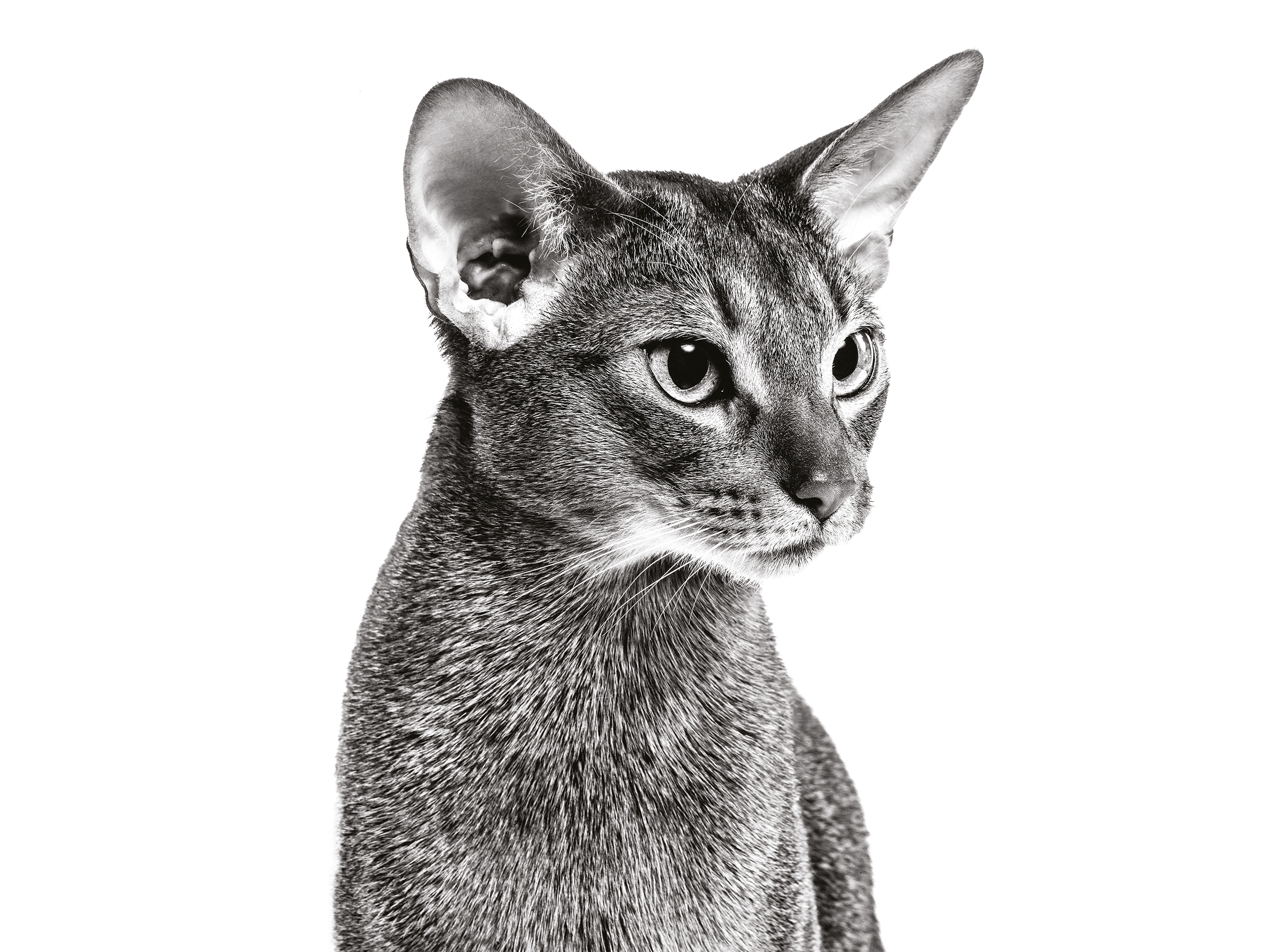 Abyssinian adult in black and white