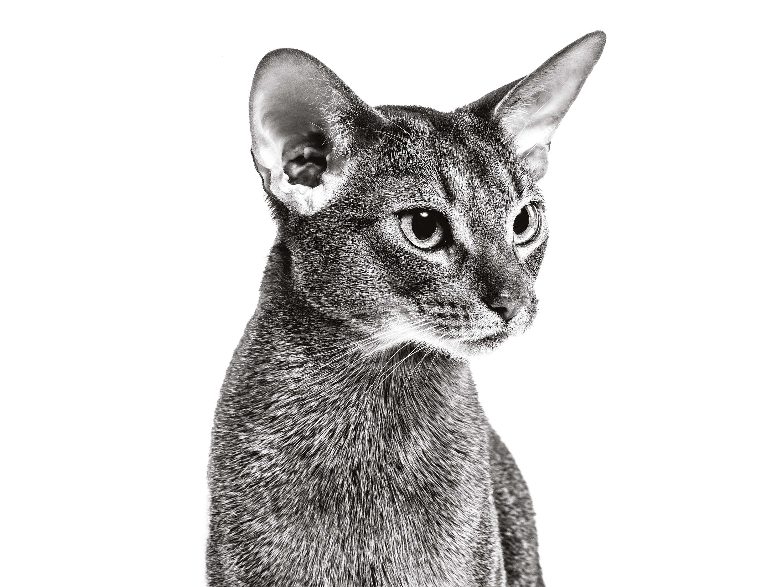 Abyssinian Royal Canin US