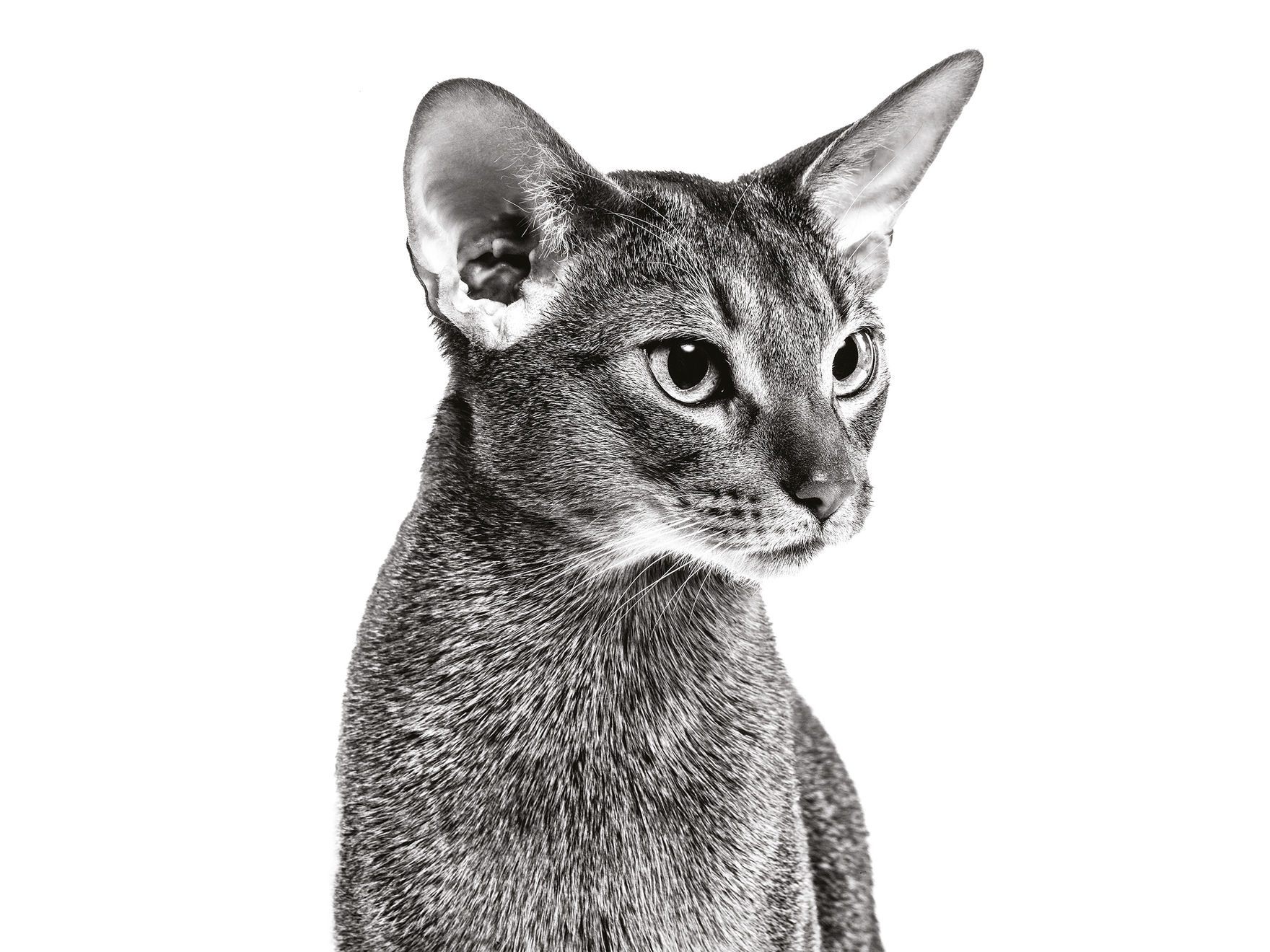 Black and white Abyssinian head shot