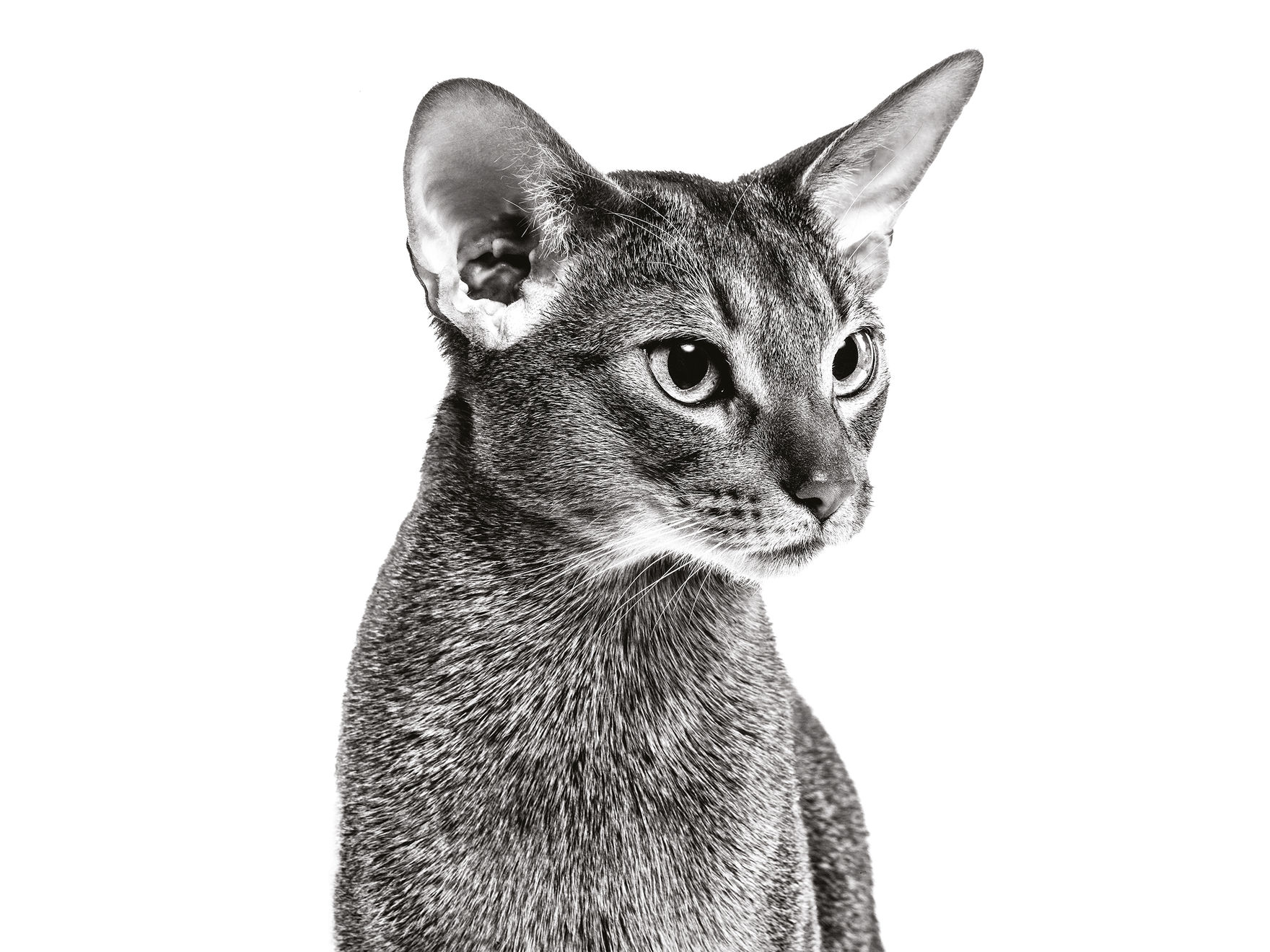 Maine Coon adult sitting in black and white on a white backgroundMaine Coon adult sitting in black and white on a white background