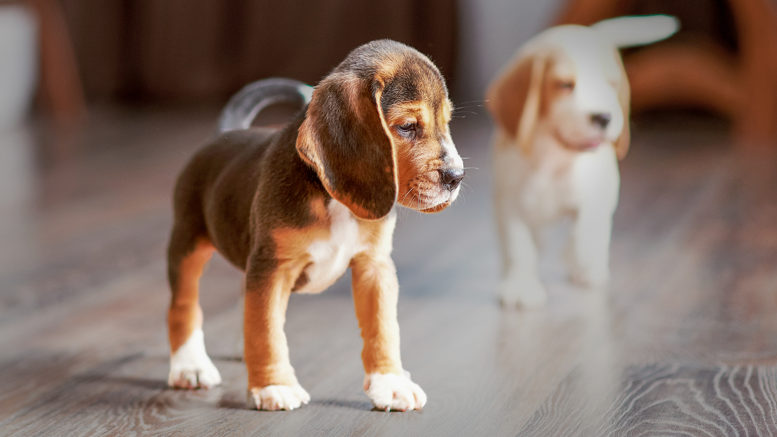 Anak anjing Beagle berdiri di dalam ruangan di lantai kayu.