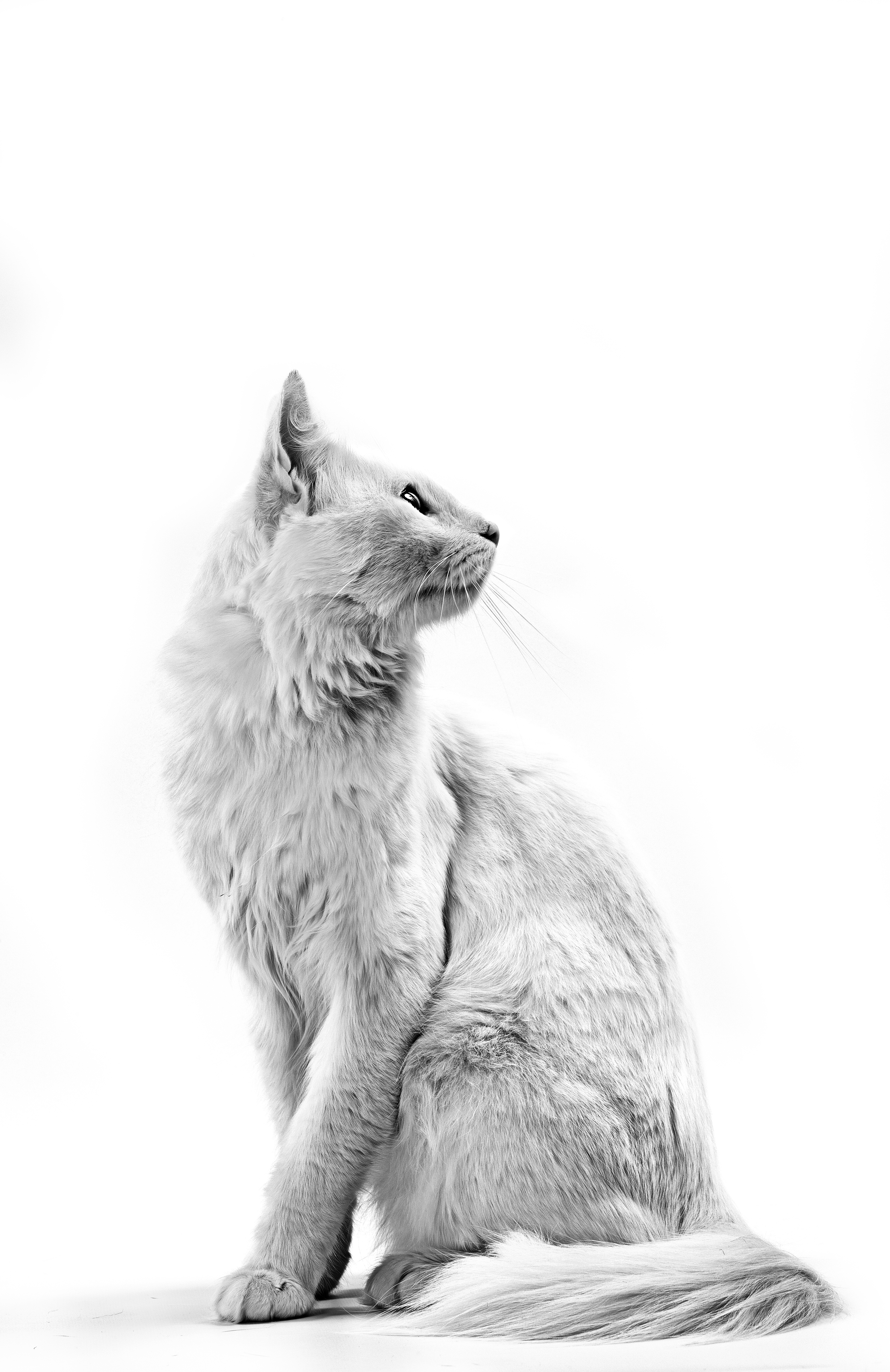 Ангорская кошка | Royal Canin UA