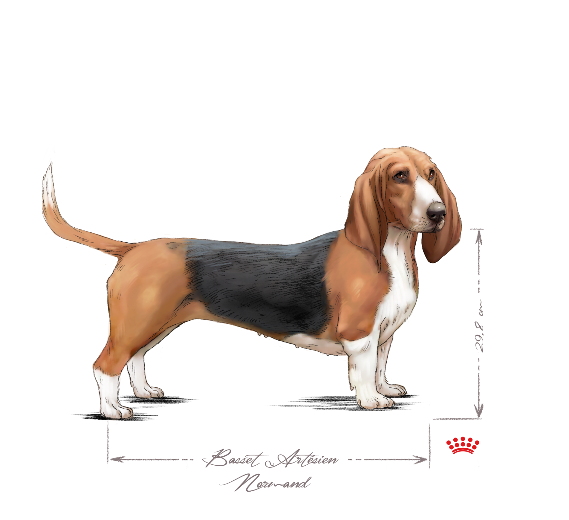 Basset Artésien Normand in bianco e nero