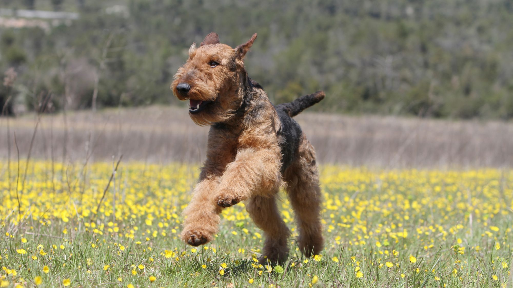 Un airedale terrier saltando en el campo