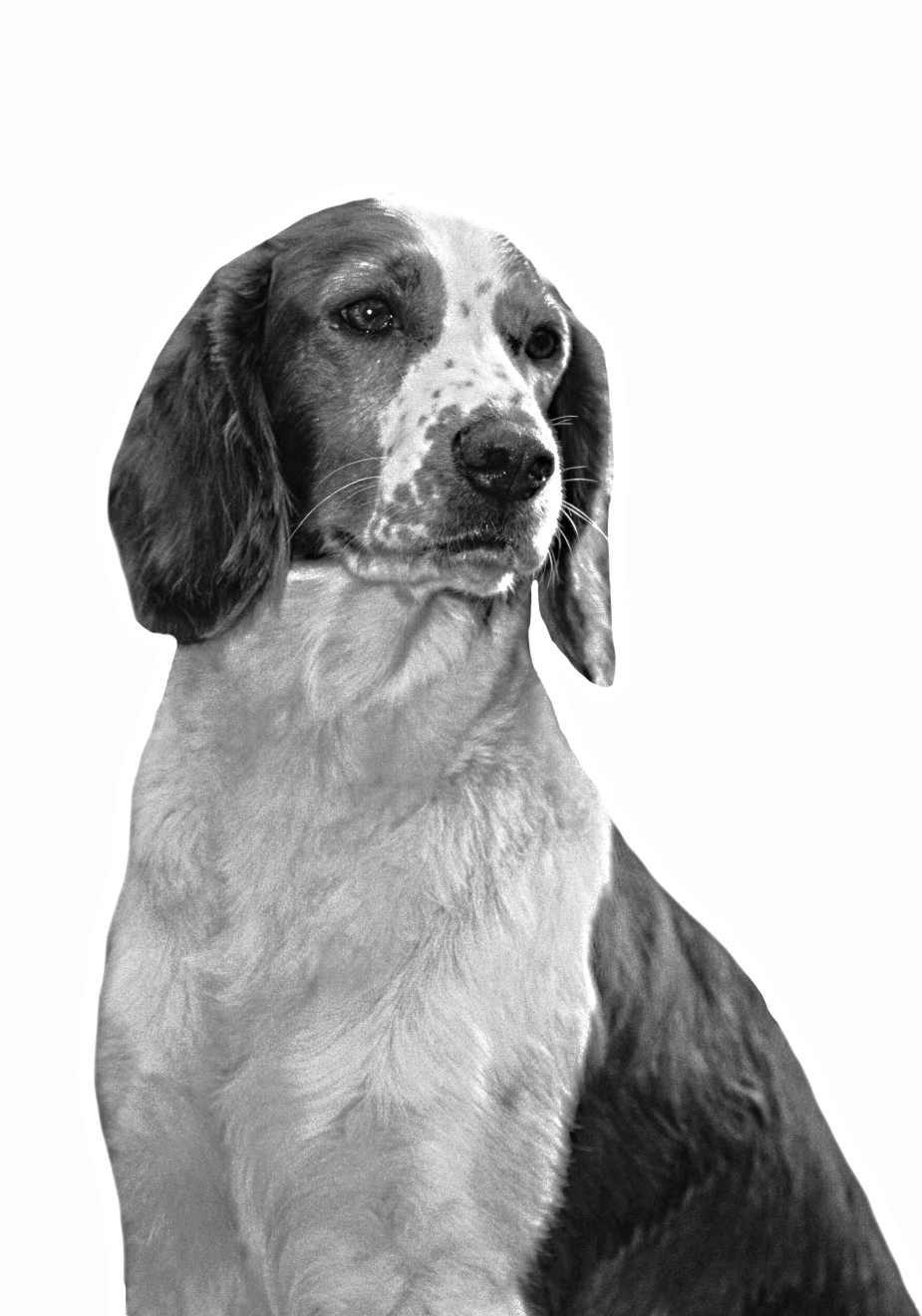 welsh-springer-spaniel-bw-1