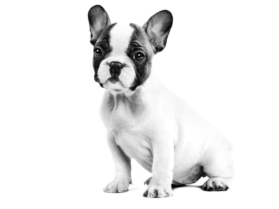 Anak anjing French Bulldog sedang duduk dalam warna hitam putih