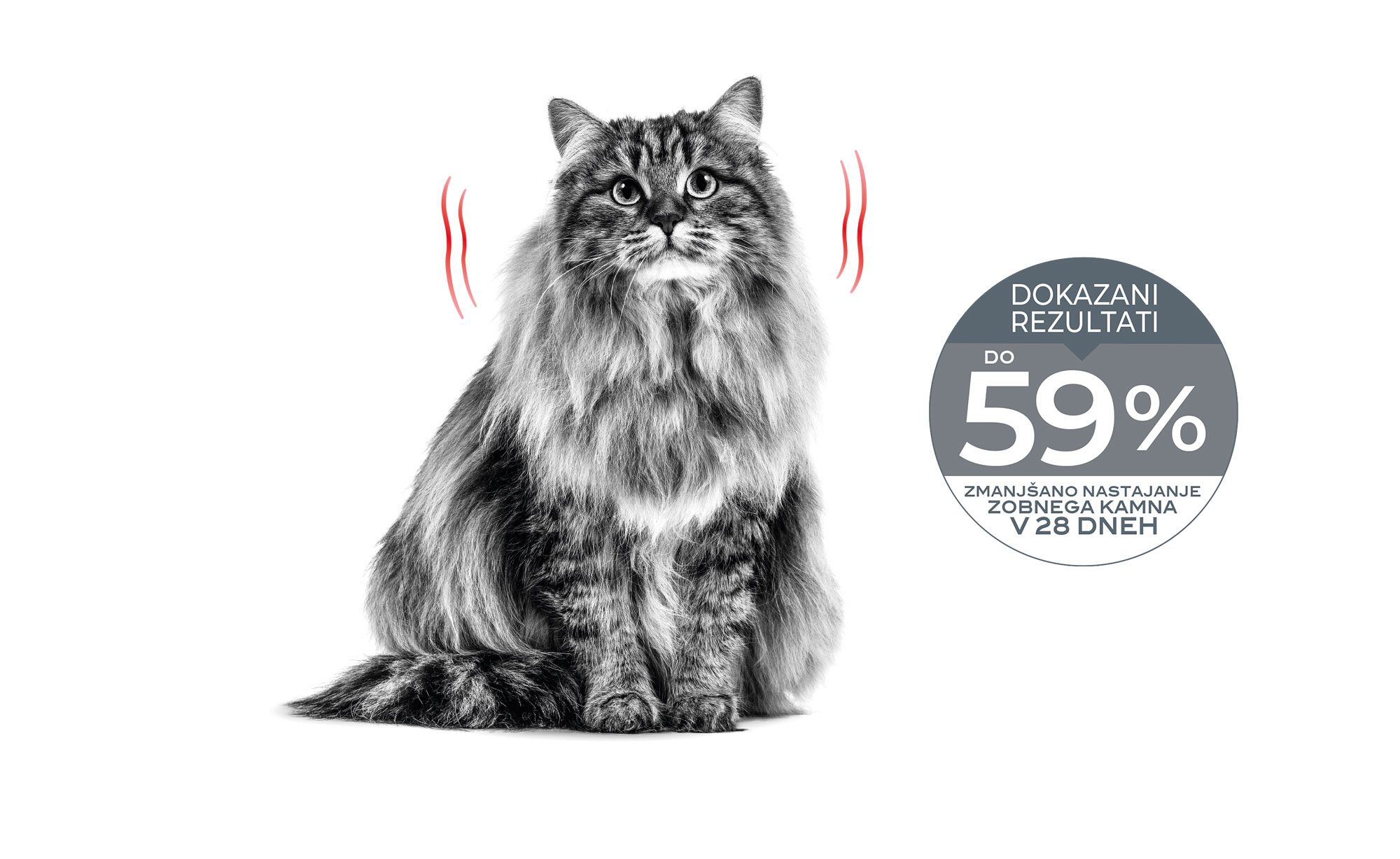 Emblematic of cat with dental sensitivity and associated proven results