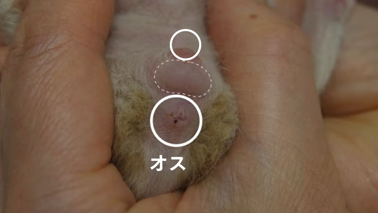 子猫のしっぽをめくるとお尻の穴があり、そこから少しおなか側に陰部の入り口があります。お尻の穴から陰部までの距離が長い場合はオス猫（精巣のふくらみが分かることもあります）