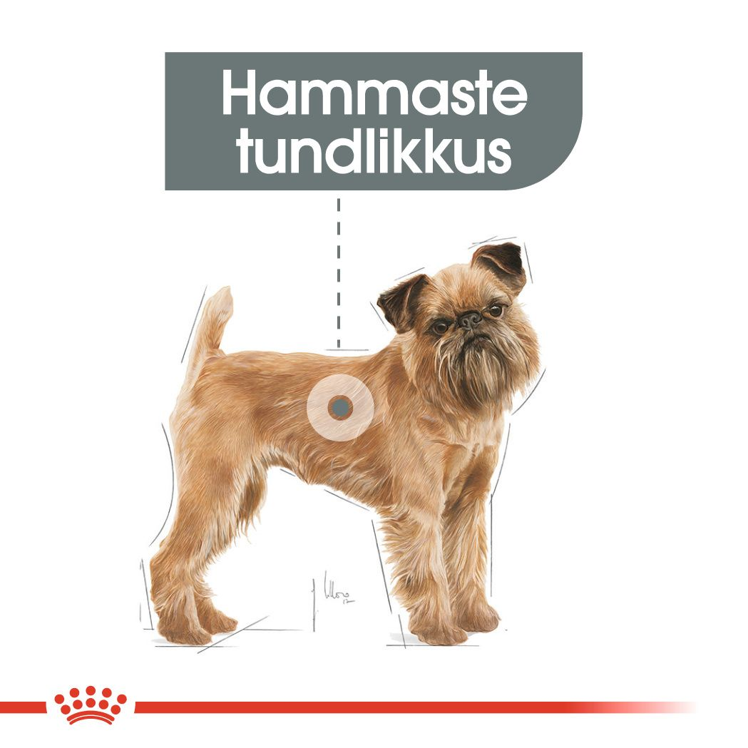 Royal Canin Mini Dental Care kuivtoit