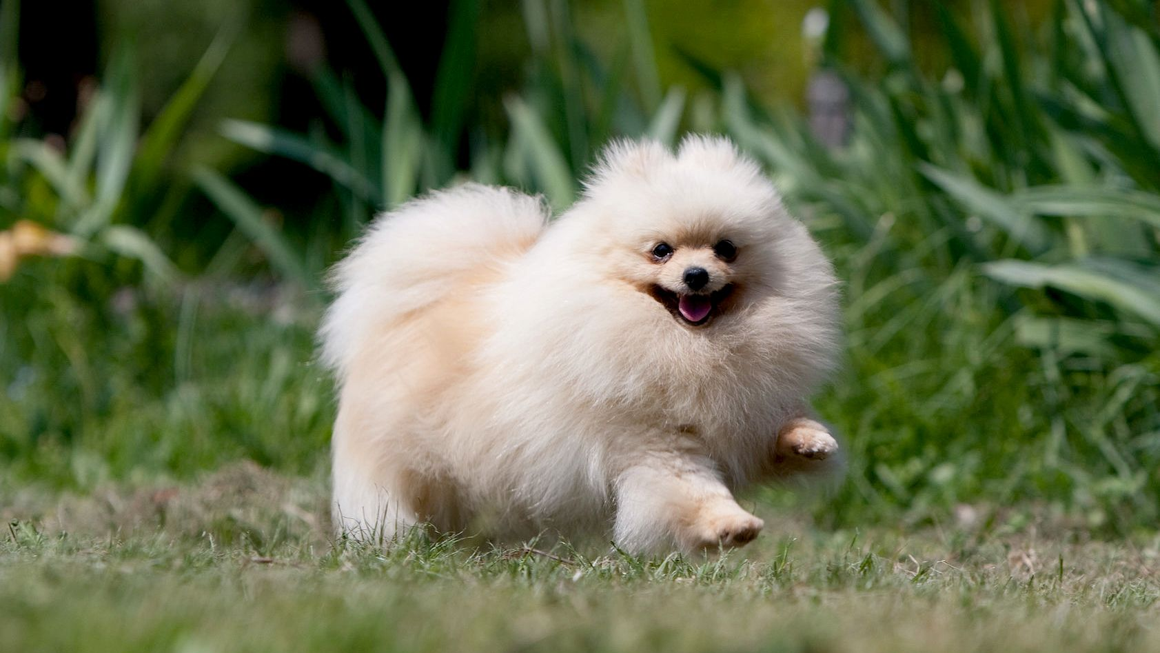 Pomeranian 中文