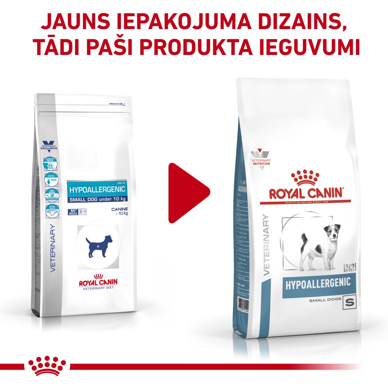 Hypoallergenic Small Dog