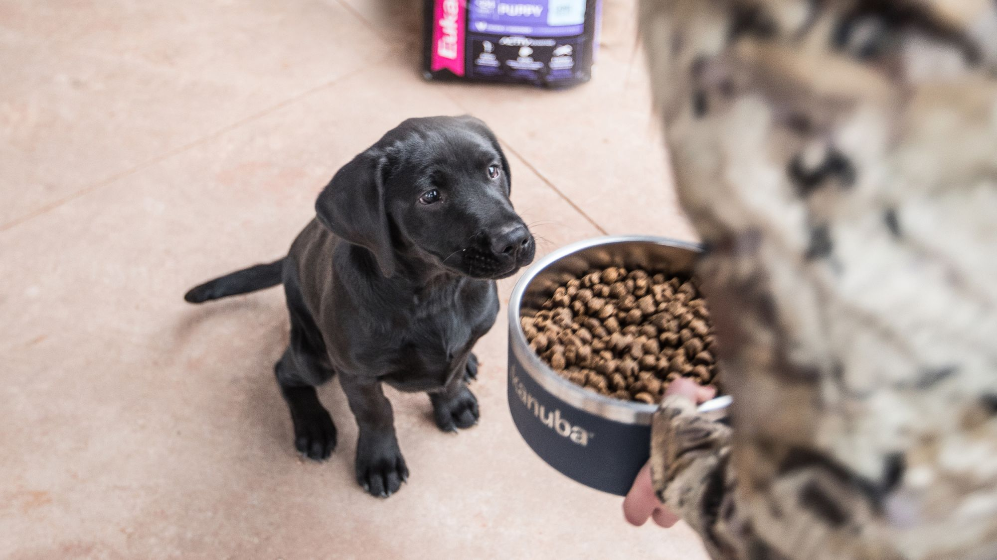 Eukanuba labrador puppy clearance food