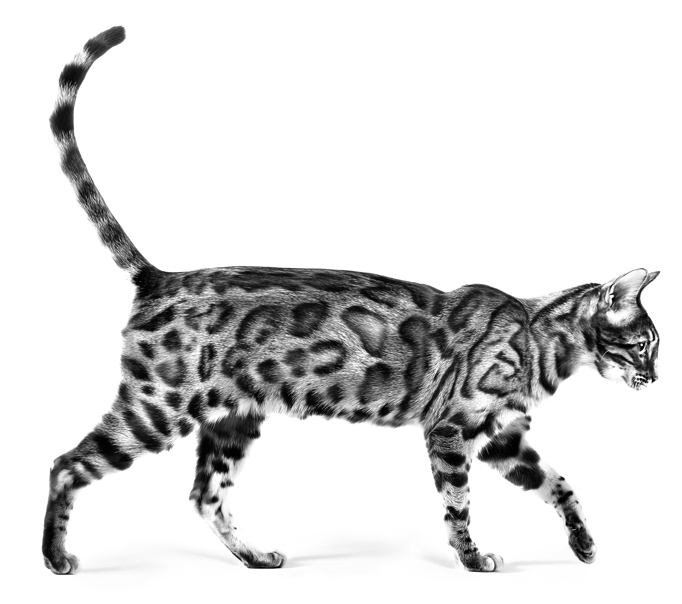 BENGAL_KITTEN_-_EMBLEMATIC