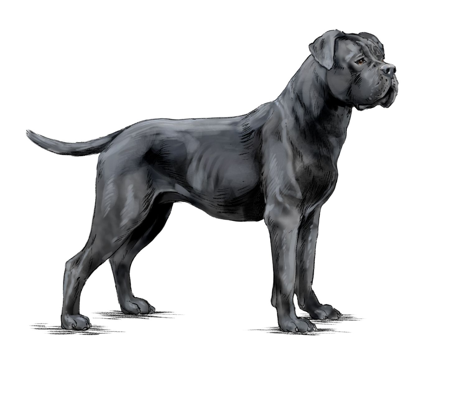 Illustration d'un cane corso