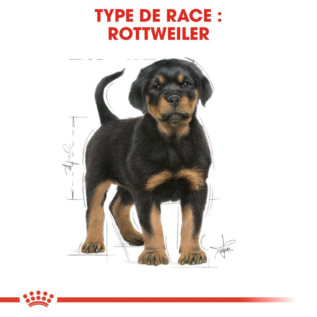 Chiot Rottweiler