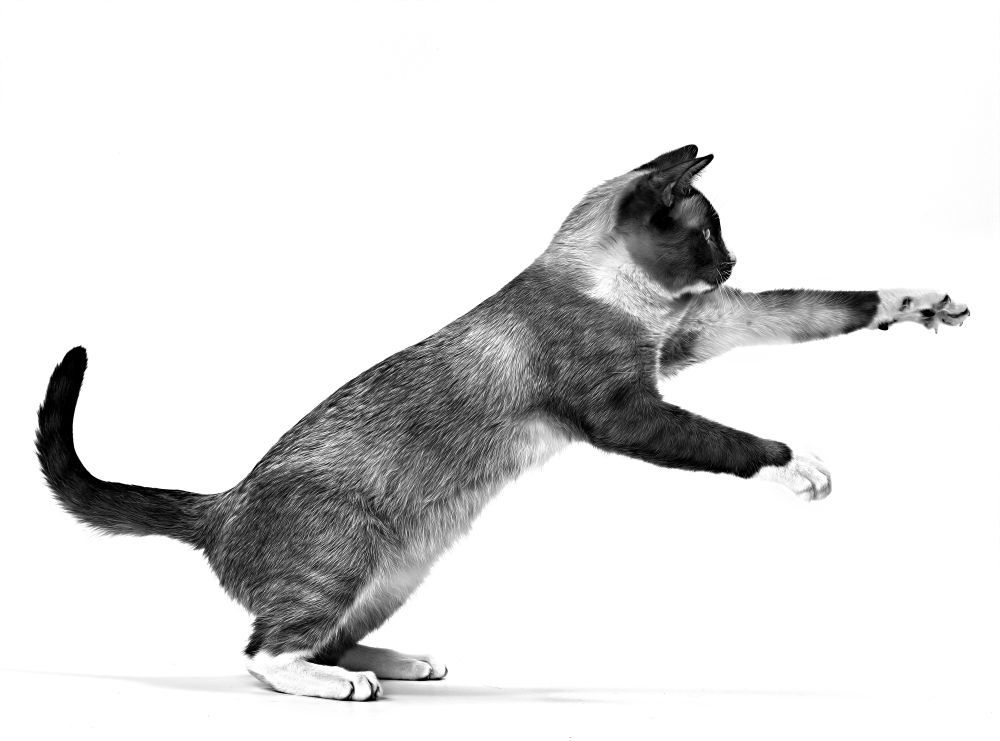 Vue latérale de Snowshoe en noir et blanc