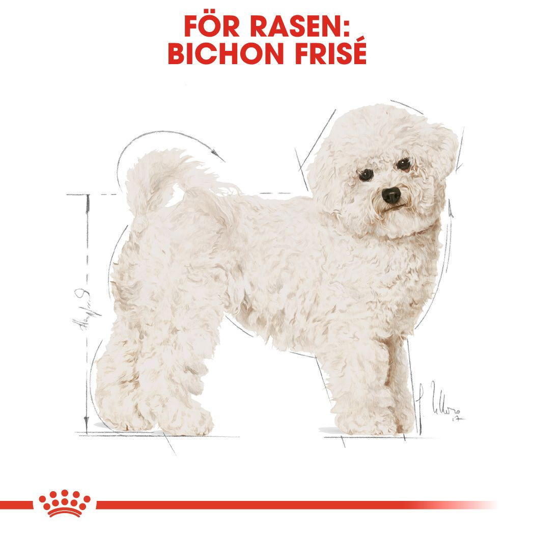 Bichon Frise Adult