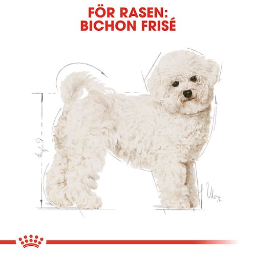 Bichon Frise Adult