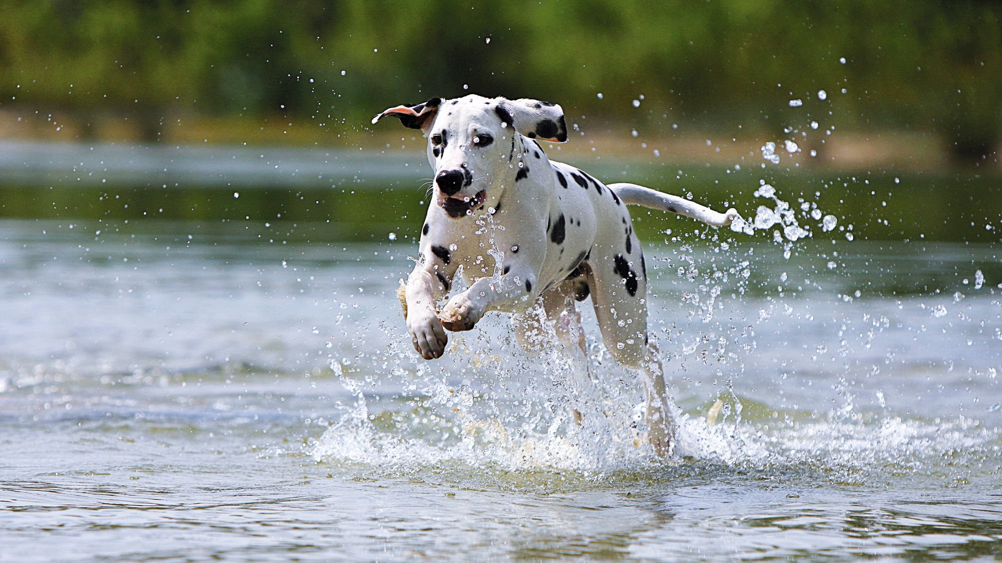 Dalmatiër die door ondiep water springt