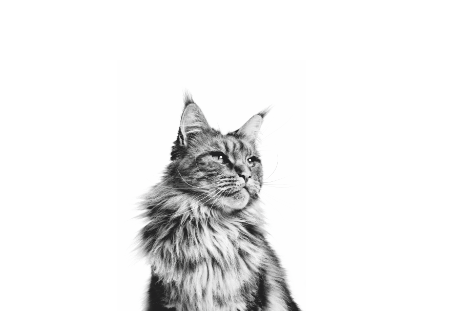 Maine Coon adult sitting in black and white on a white background
