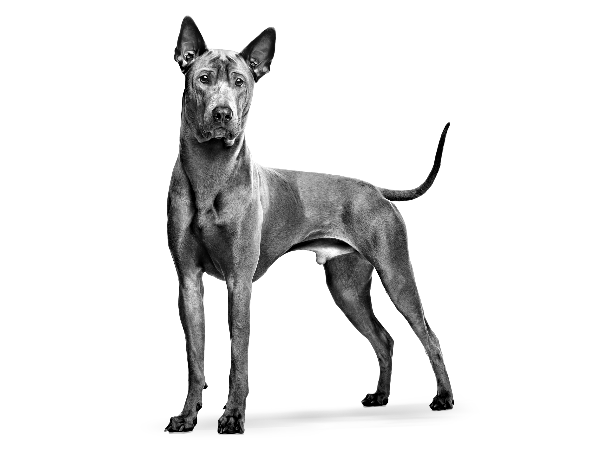 Thaï Ridgeback Dog adulto in bianco e nero