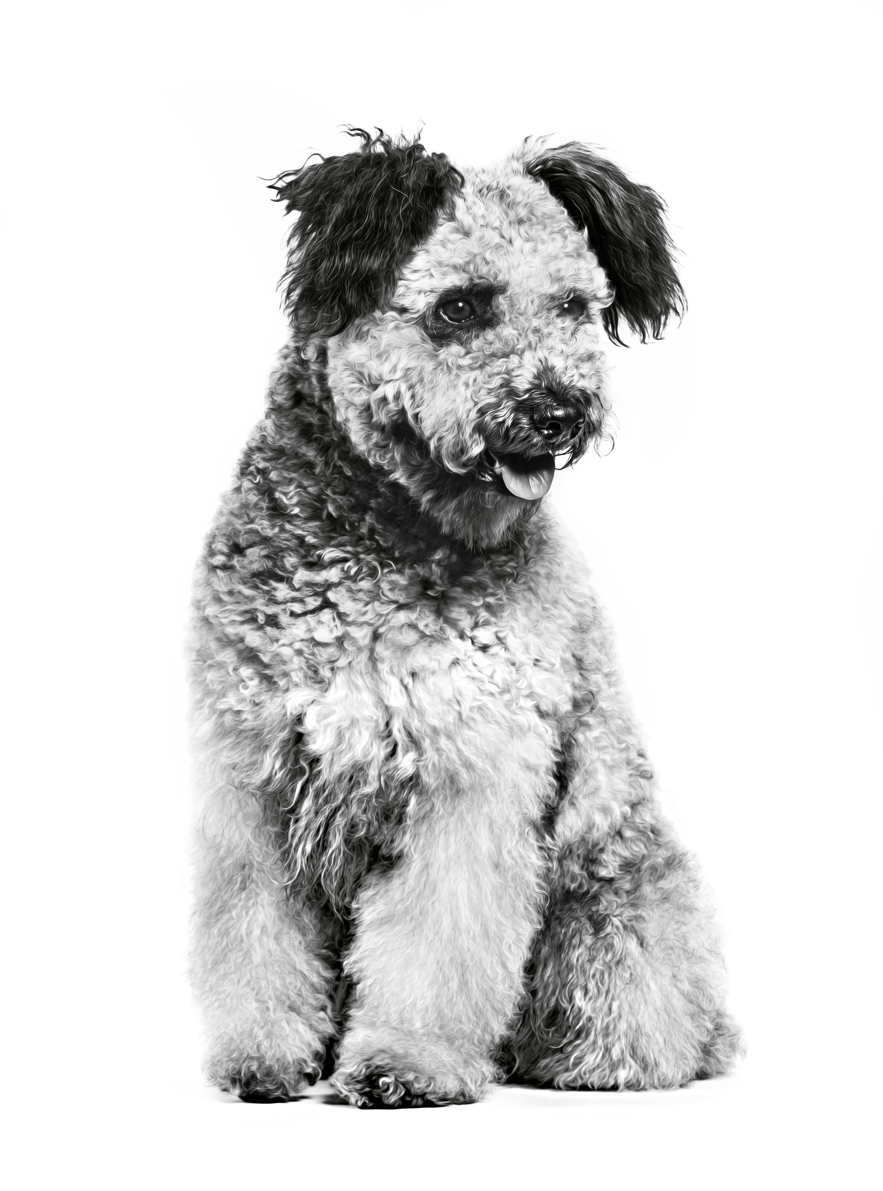 Взрослая собака пуми, черно-белое изображение