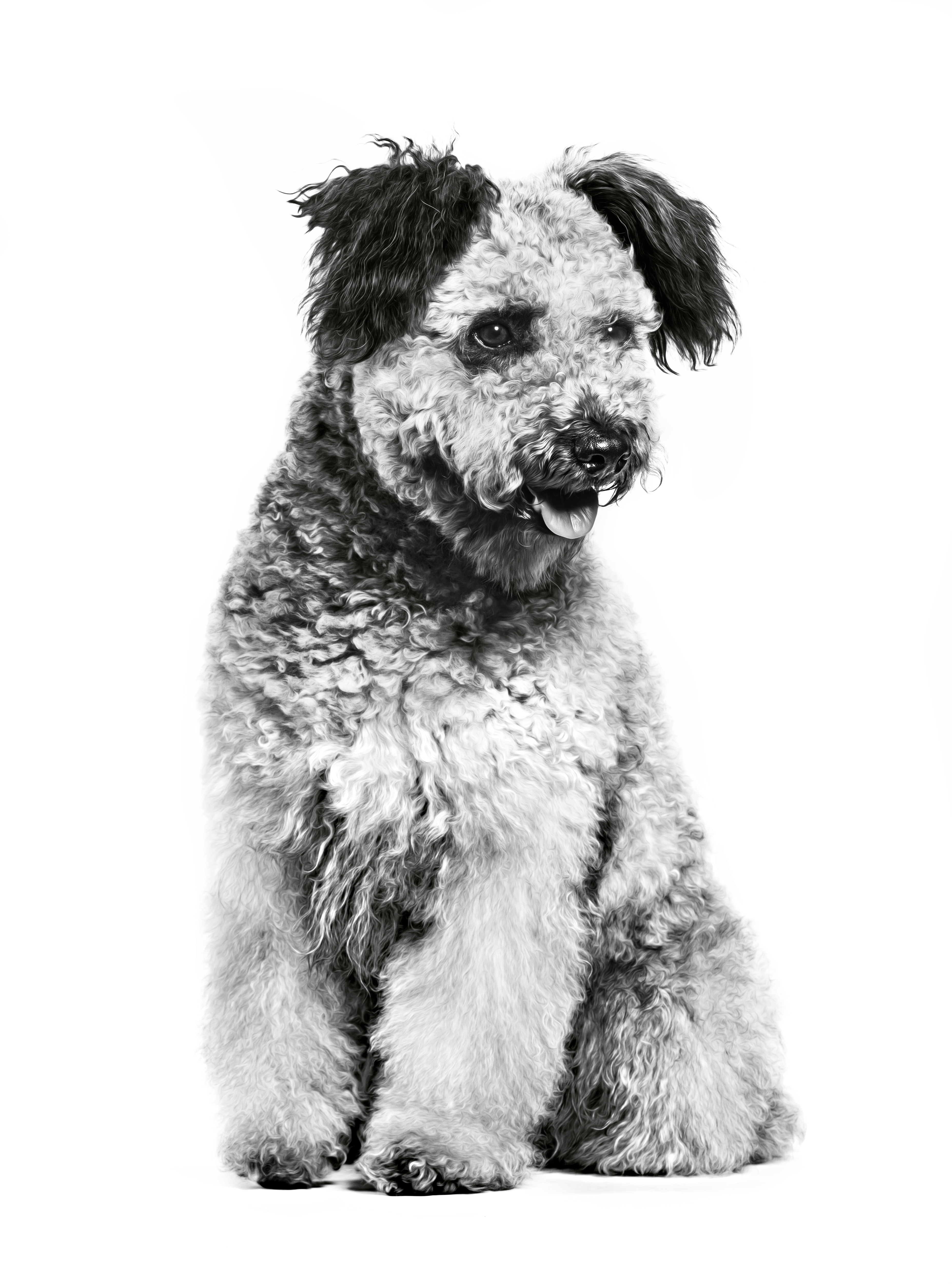 Pumi adult black and white