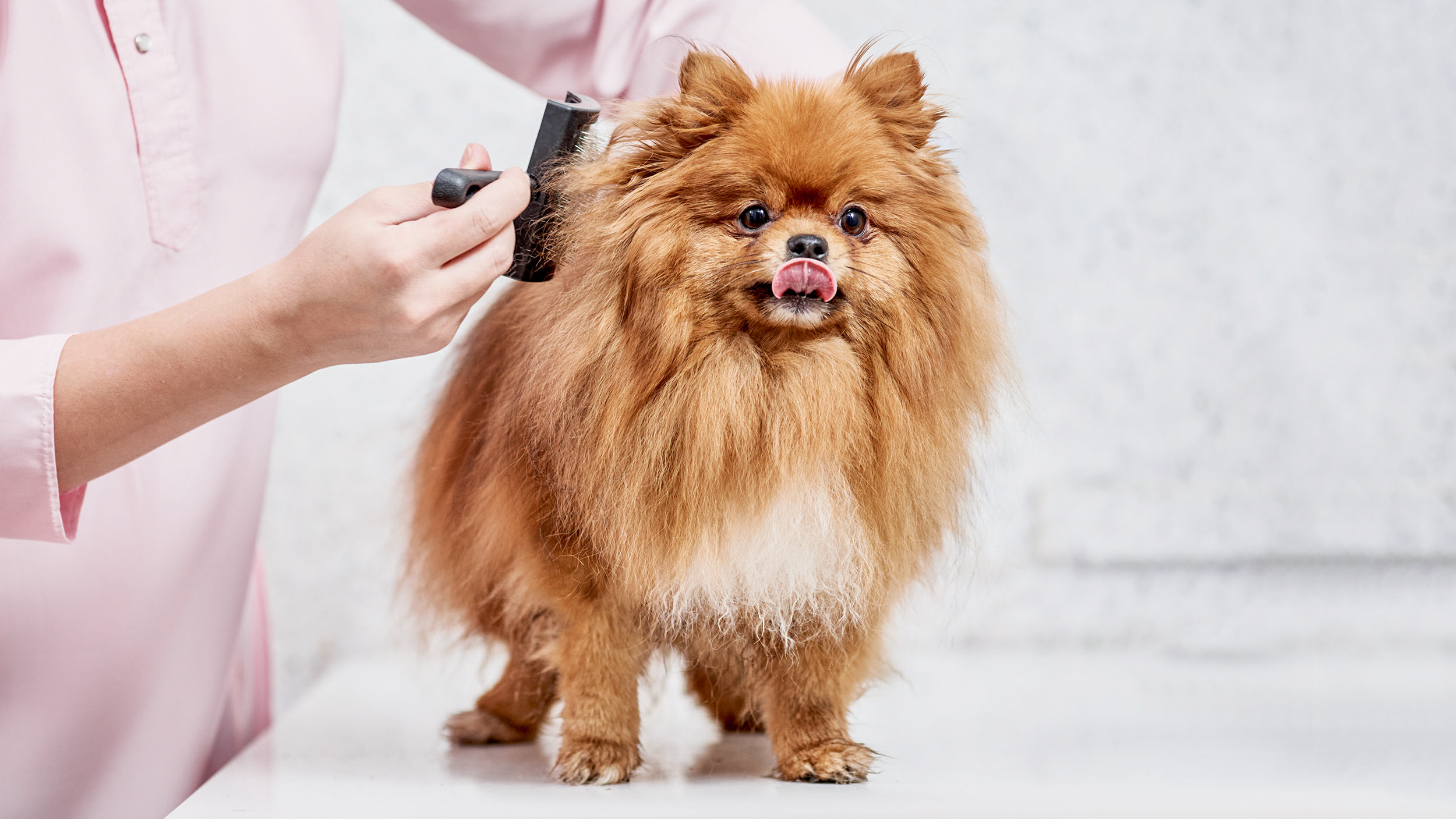 Aikuinen pomeranian seisoo valkoisella pöytätasolla naisen harjattavana.