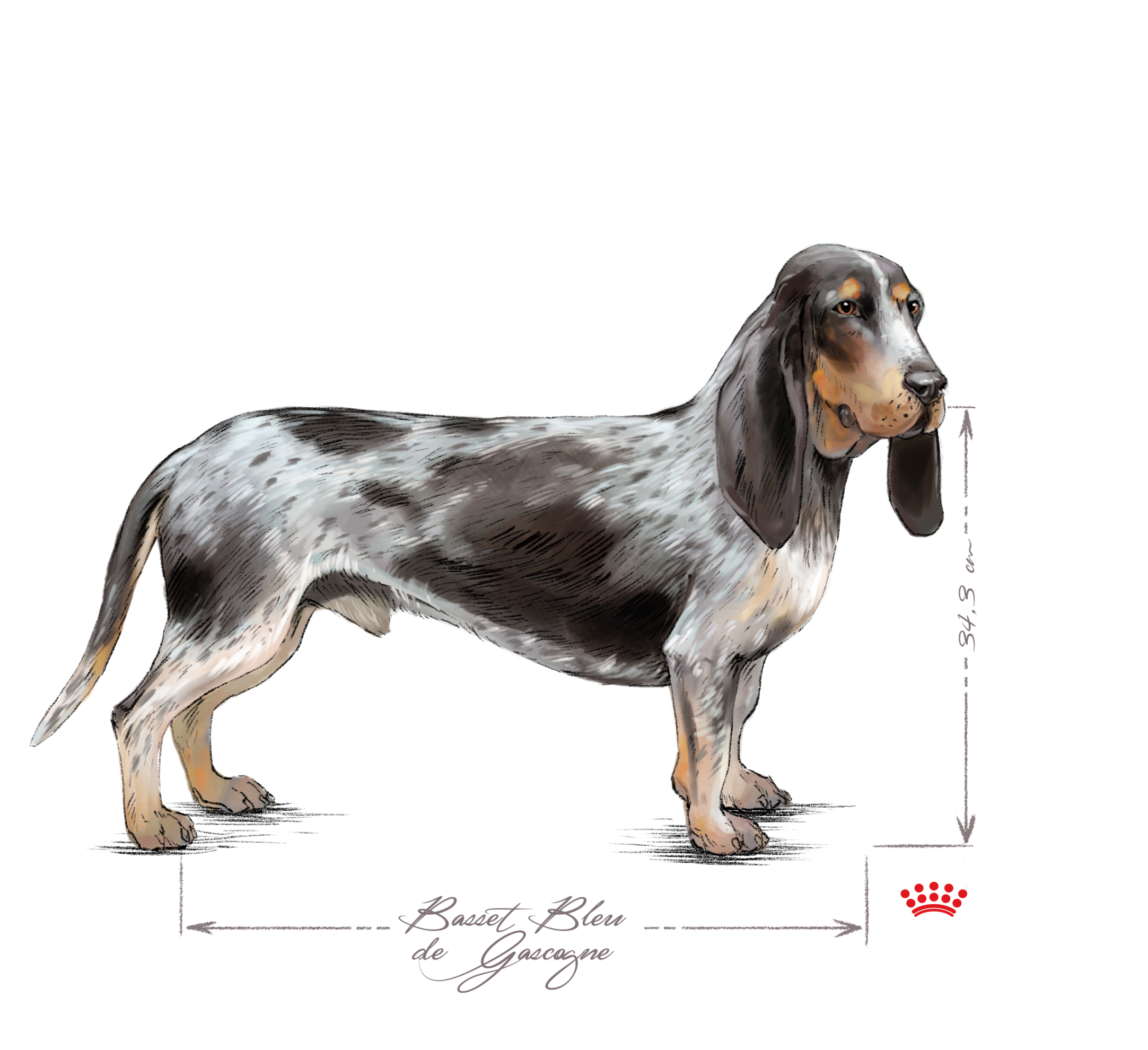 Basset Bleu de Gascogne adulto in bianco e nero