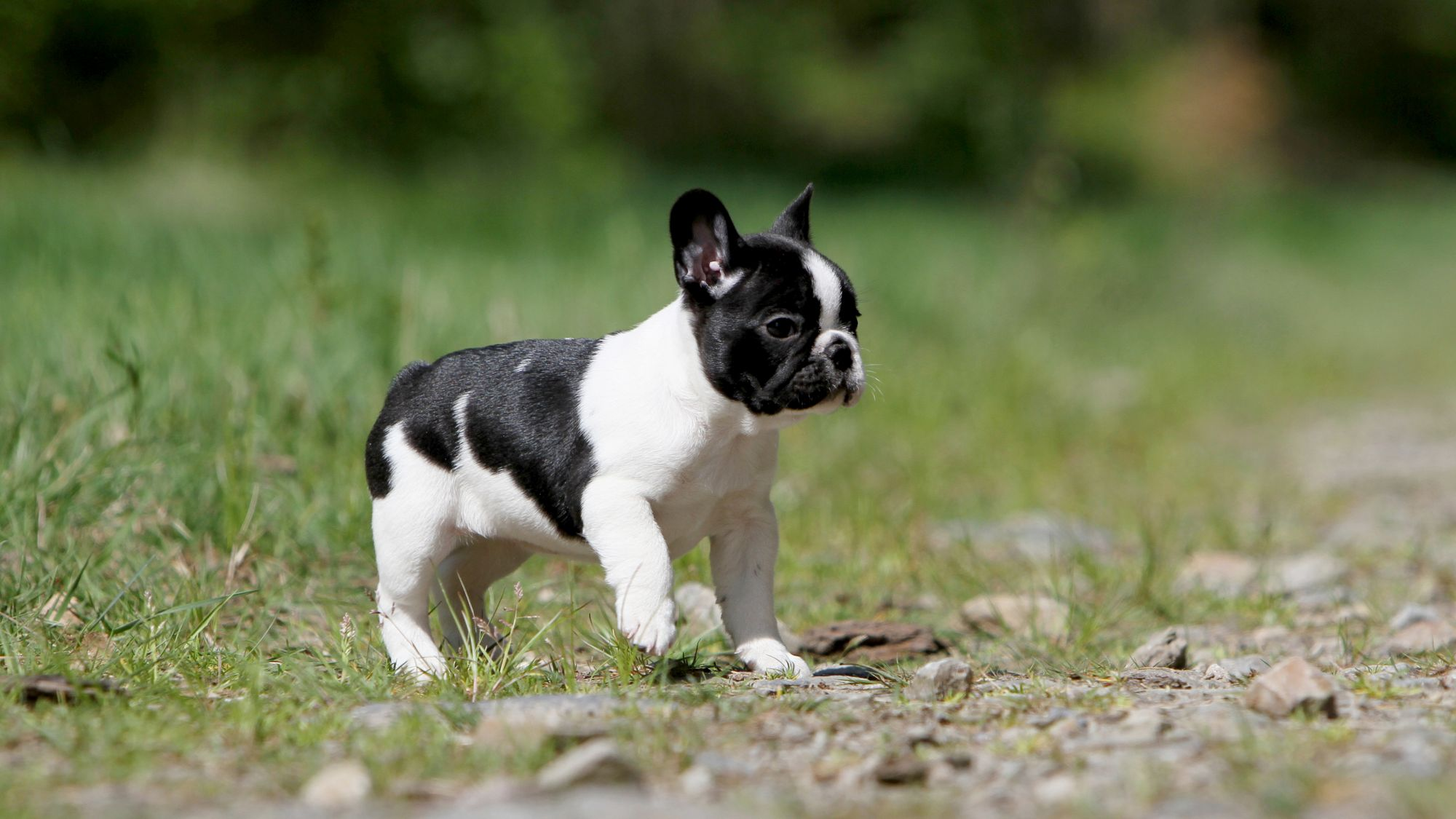Franse Bulldog-puppy lopend over gras