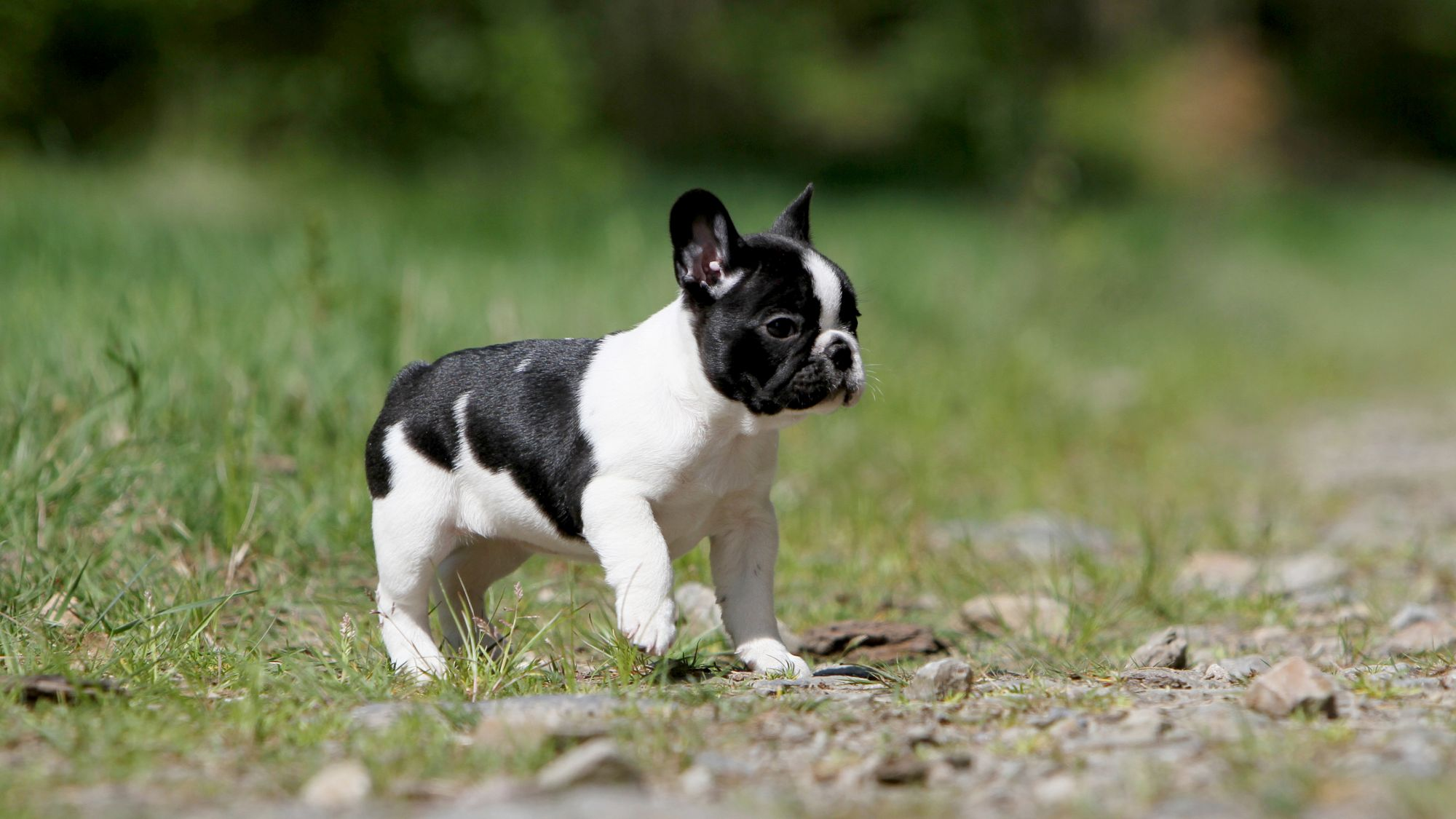 草の上を歩くフレンチ ブルドッグの子犬