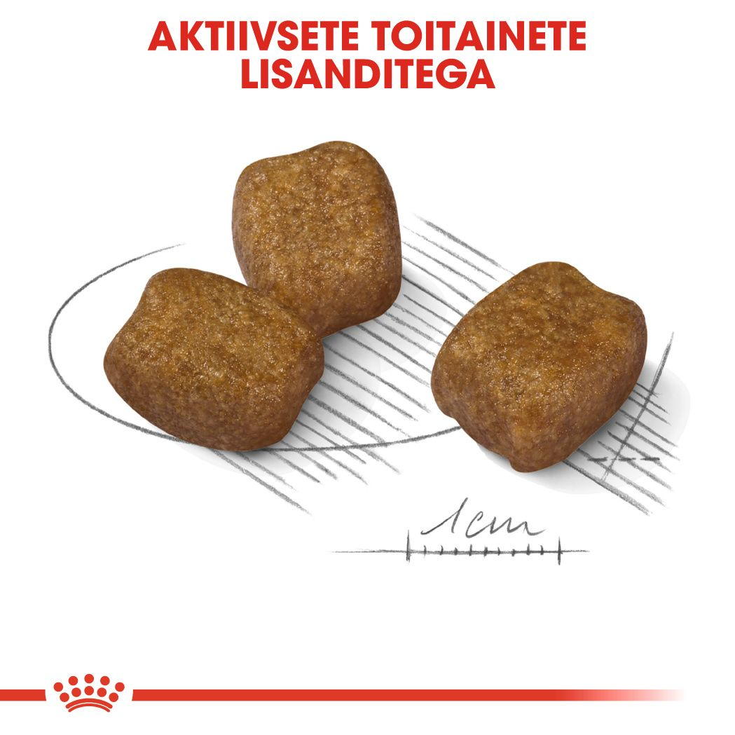 Royal Canin Mini Dental Care kuivtoit