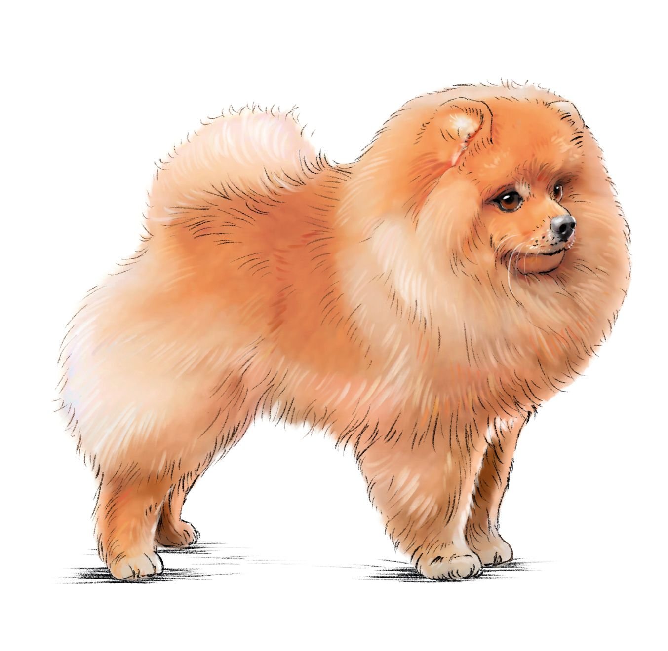 Ilustrație cu Pomeranian roșu, din lateral