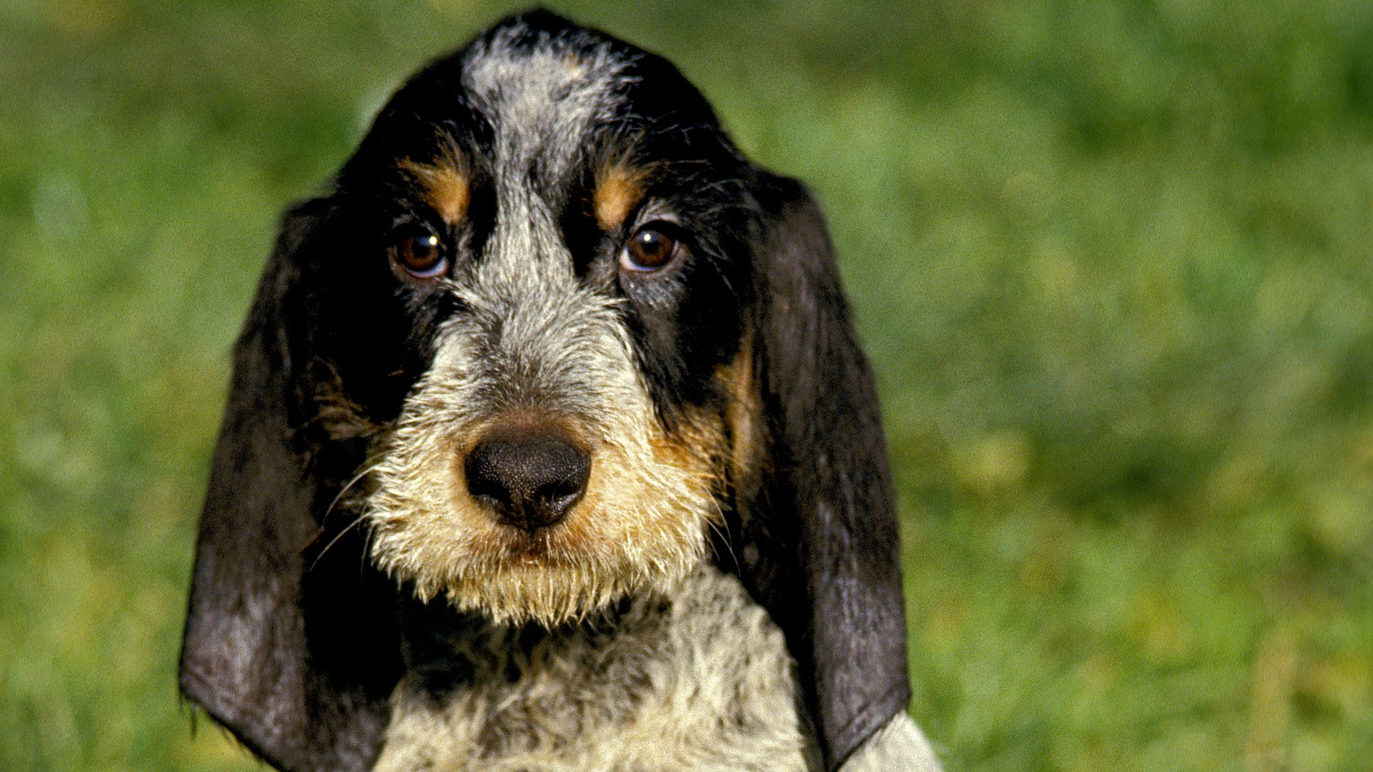 Close-up of a Griffon Bleu de Gascogne puppy