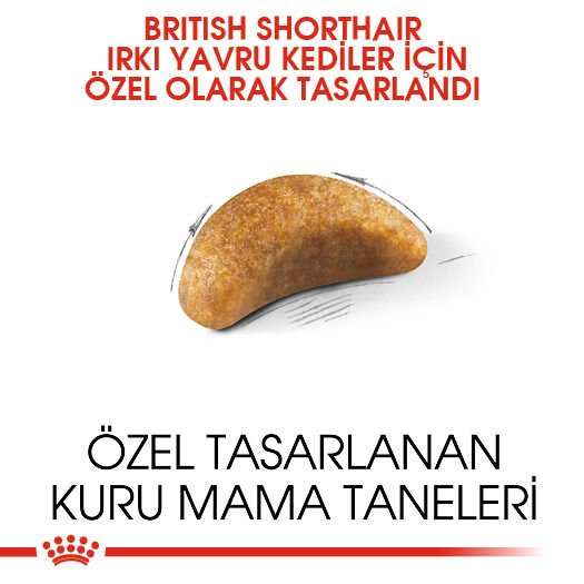 British Shorthair Kitten Yavru Kedi Kuru Maması