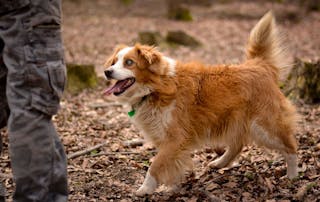 check if a dog that has possible signs of CCD 
