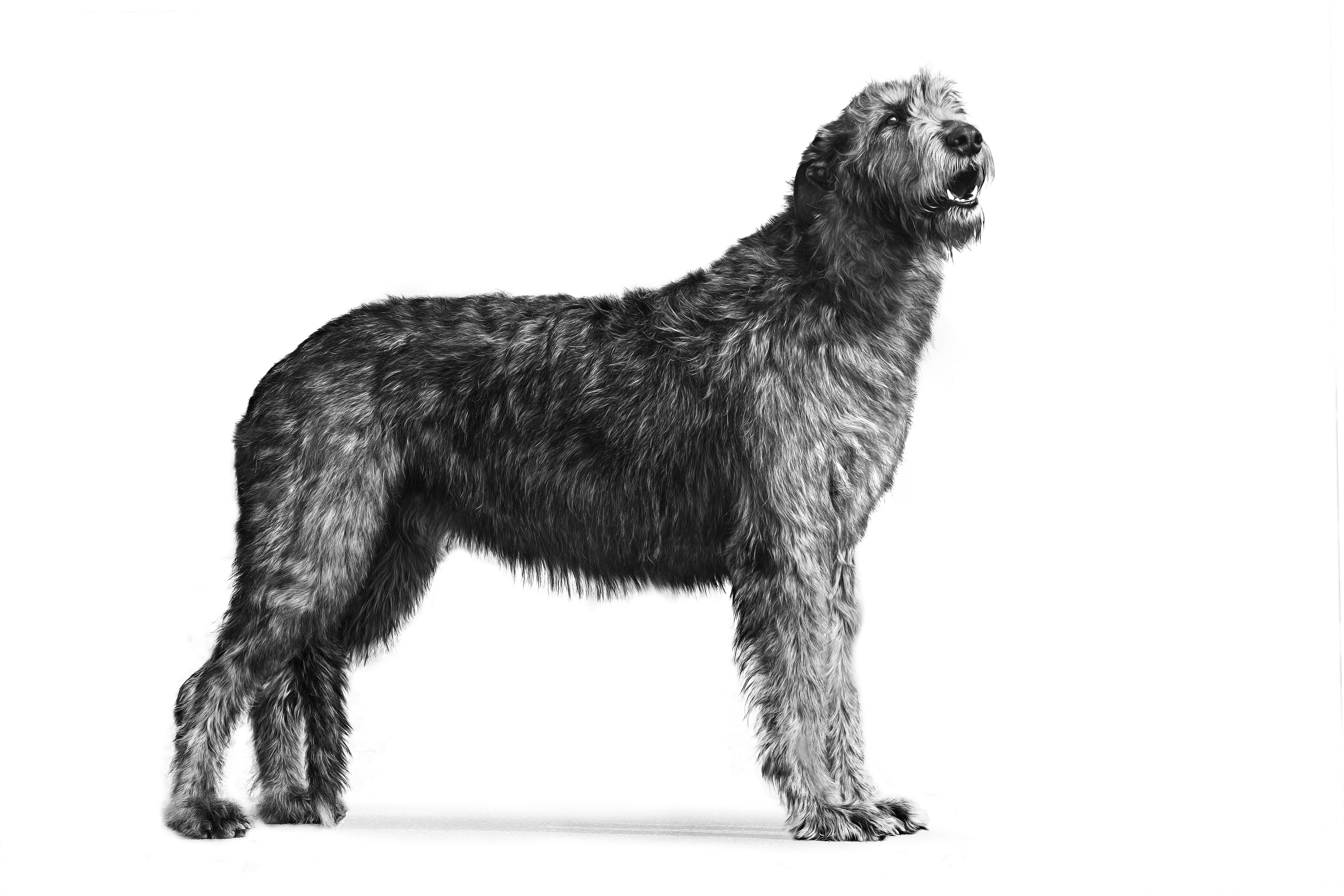 are irish wolfhounds good guard dogs