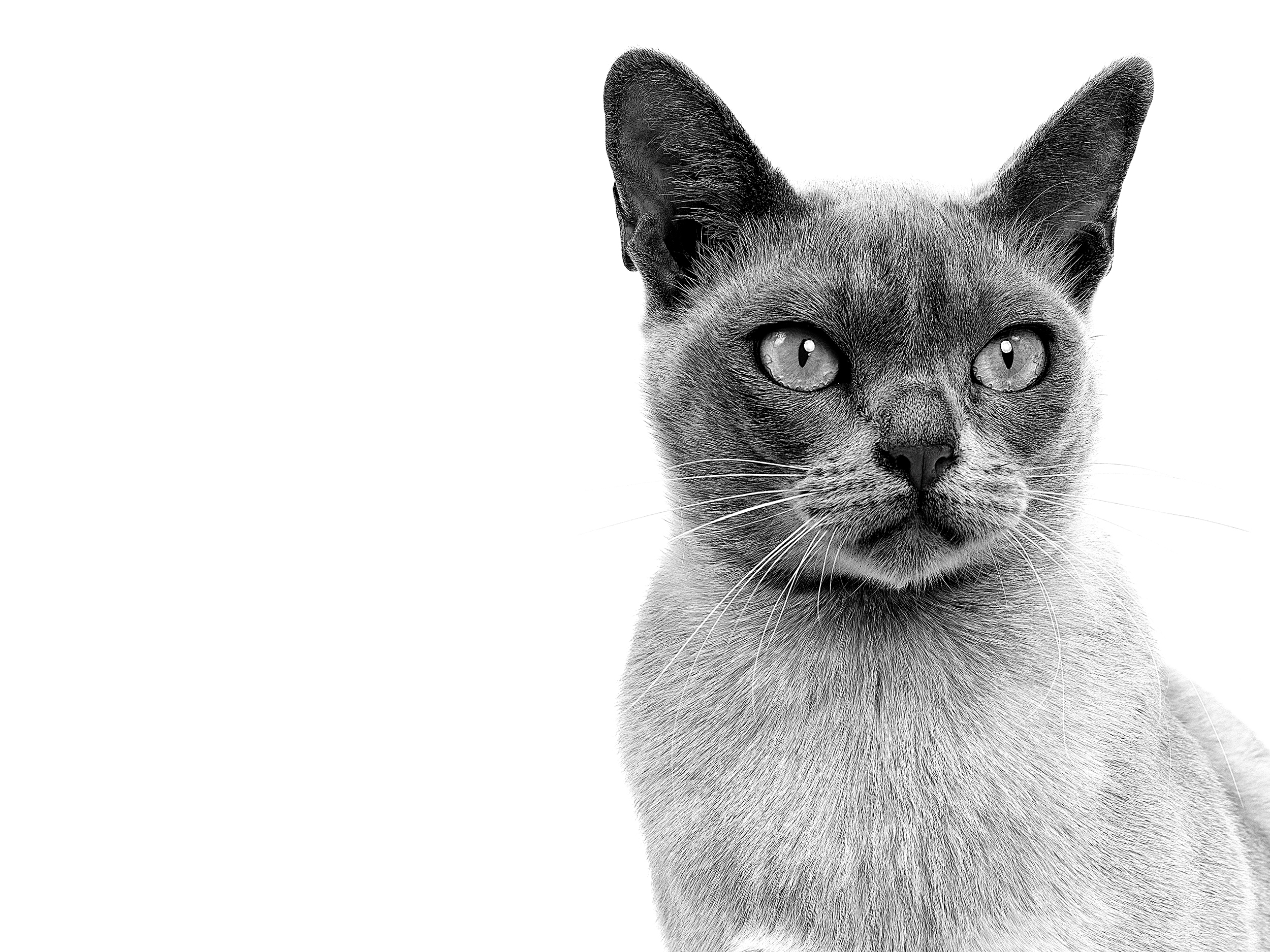 Burmese adult in black and white