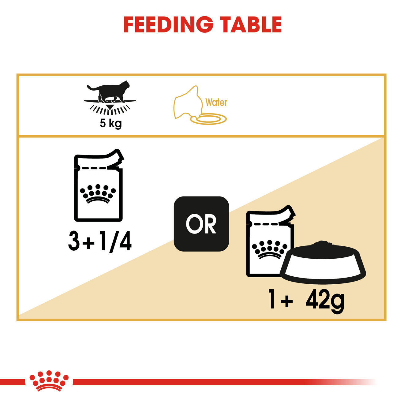 British shorthair kitten feeding guide store