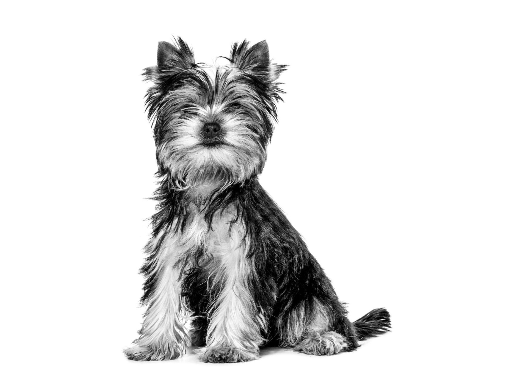 La salud es magnífica para tu Yorkshire Terrier