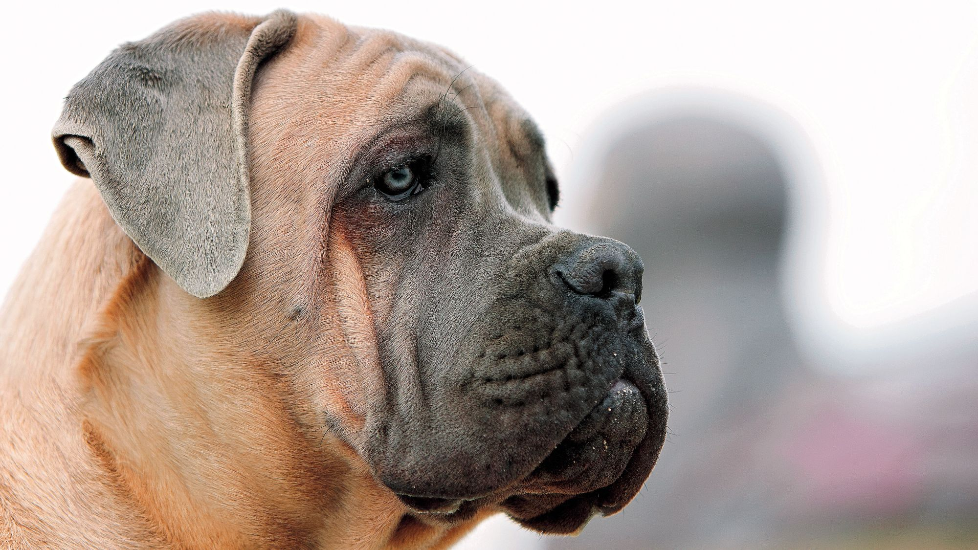 Närbild från sidan av en cane corso